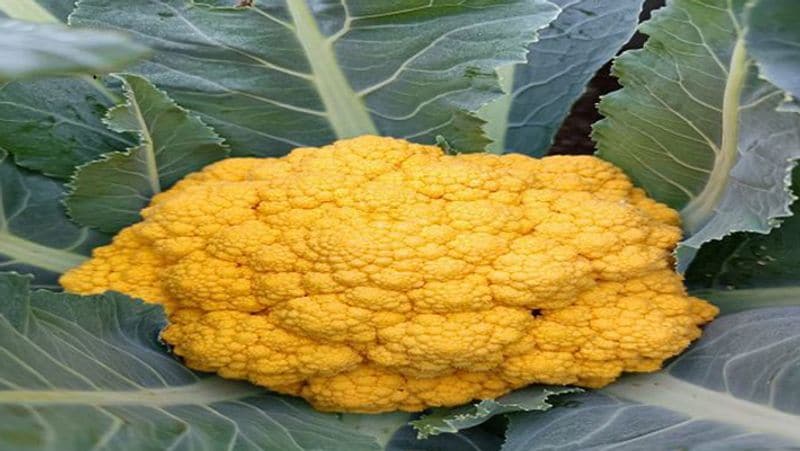The farmer grew cabbage in so many colors even Rahul Gandhi was left shocked not only tasty but also good for health Life Style rps