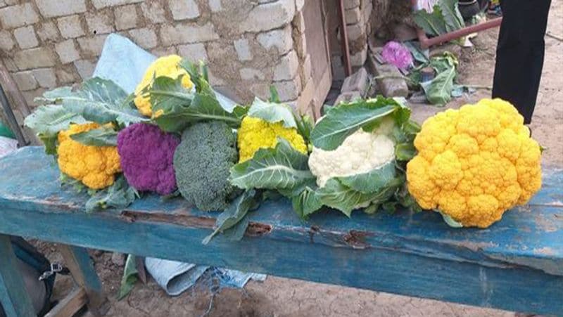 The farmer grew cabbage in so many colors even Rahul Gandhi was left shocked not only tasty but also good for health Life Style rps