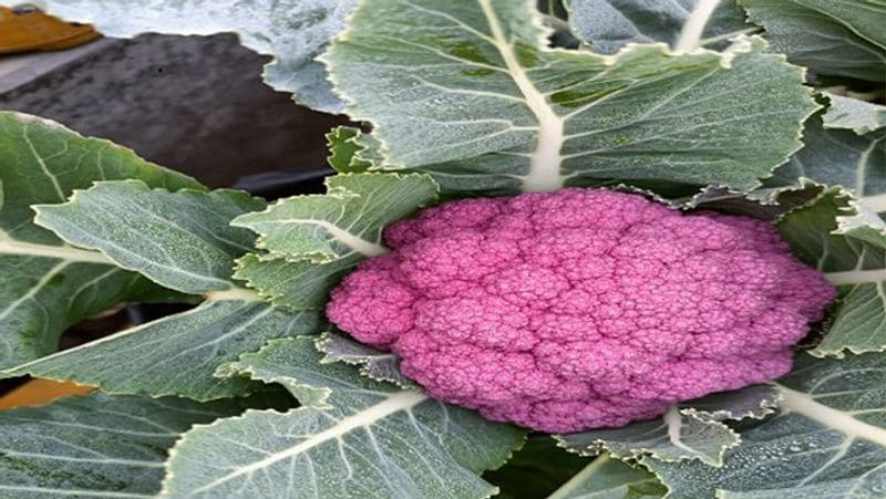The farmer grew cabbage in so many colors even Rahul Gandhi was left shocked not only tasty but also good for health Life Style rps