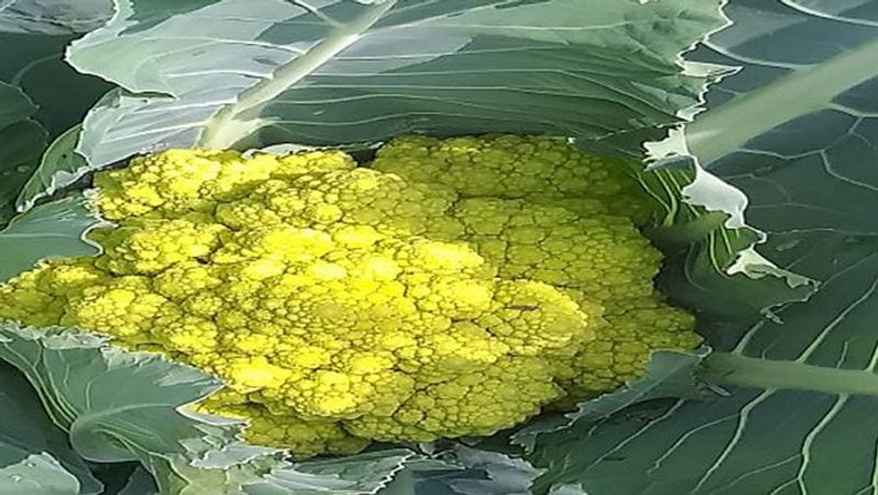 The farmer grew cabbage in so many colors even Rahul Gandhi was left shocked not only tasty but also good for health Life Style rps