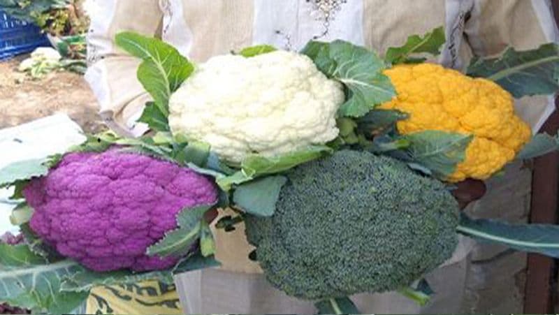 The farmer grew cabbage in so many colors even Rahul Gandhi was left shocked not only tasty but also good for health Life Style rps