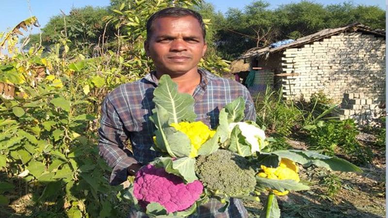The farmer grew cabbage in so many colors even Rahul Gandhi was left shocked not only tasty but also good for health Life Style rps