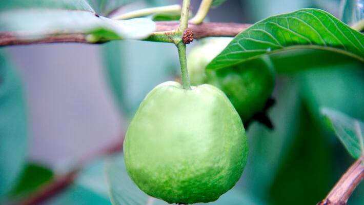 many health benefits are there for guava leaves from experts point of view many health benefits are there for guava leaves from experts point of view