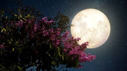 full moon on April 23rd find out which signs of the zodiac will be impacted suh