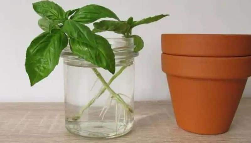 Indoor plants that grow in water