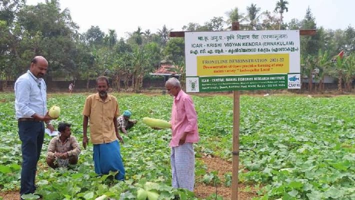 Blonde cucumber farming and juice Blonde cucumber farming and juice