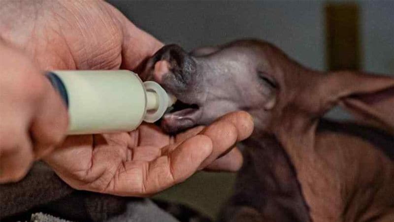 First Aardvark Born After 90 Years in UK's Zoo, looks like Harry Potter Character Dobby dva