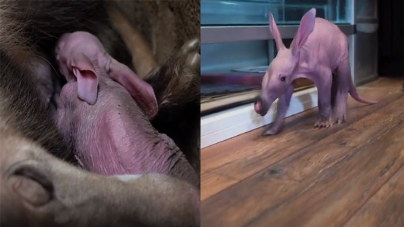 First Aardvark Born After 90 Years in UK's Zoo, looks like Harry Potter Character Dobby dva
