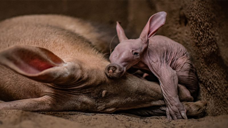 First Aardvark Born After 90 Years in UK's Zoo, looks like Harry Potter Character Dobby dva