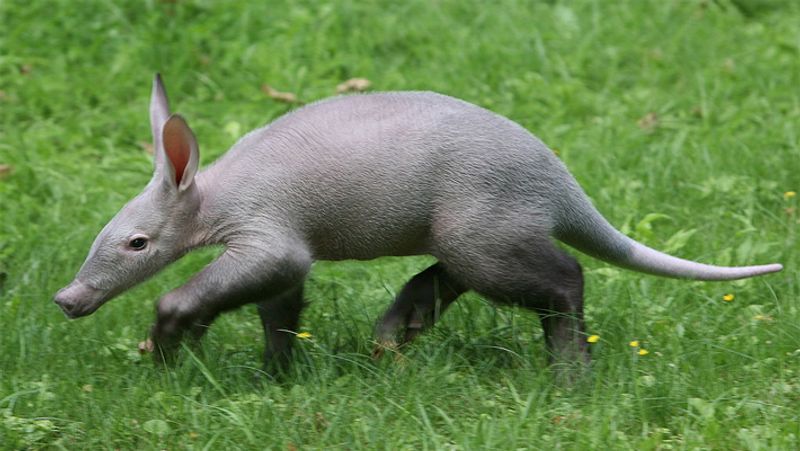 First Aardvark Born After 90 Years in UK's Zoo, looks like Harry Potter Character Dobby dva