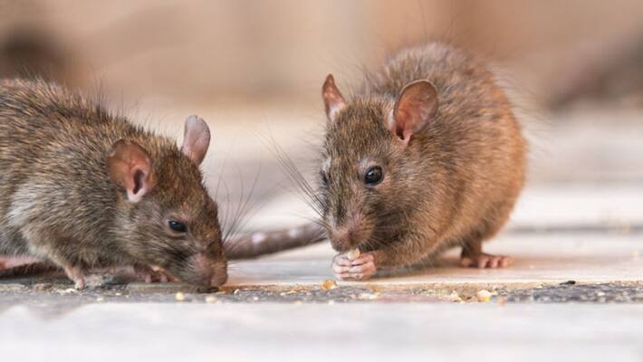 Before Ganesh Chaturthi, know the home remedies to keep rat or mice away from home bsm Before Ganesh Chaturthi, know the home remedies to keep rat or mice away from home bsm