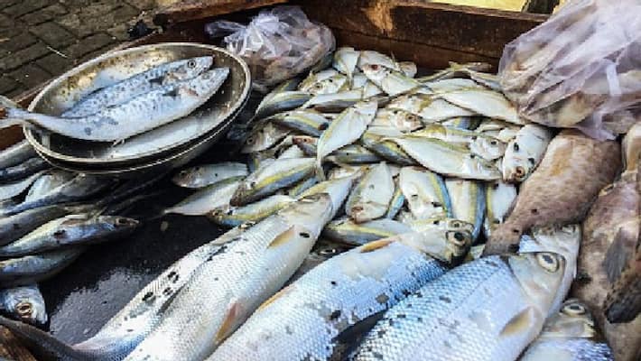 Cats die after eating fish, causing stomach ache in children Cats die after eating fish, causing stomach ache in children