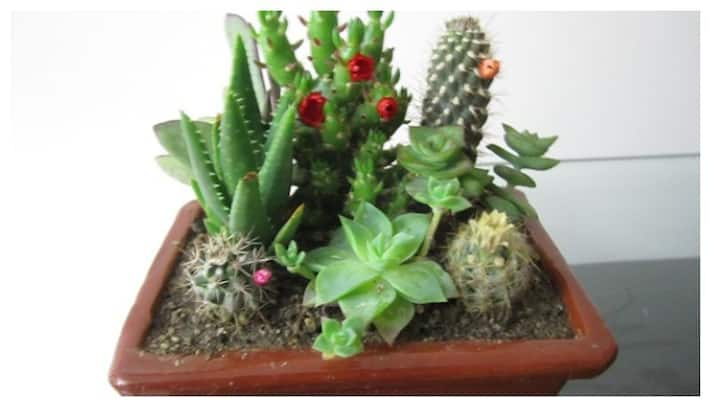Which plants are not good for home vastu Which plants are not good for home vastu