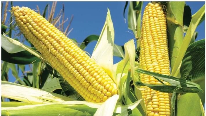 Eat Maize during Monsoon season get these amazing benefits BDD Eat Maize during Monsoon season get these amazing benefits BDD