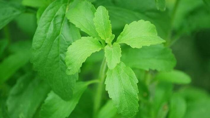 how to grow Stevia how to grow Stevia