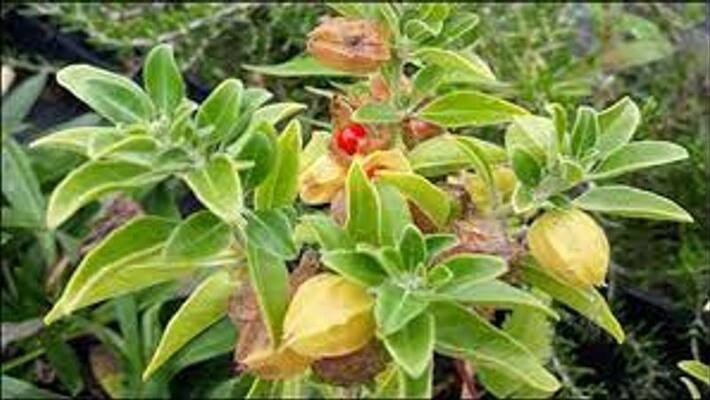 See the 4 tips to eat Ashwagandha every day ABSC See the 4 tips to eat Ashwagandha every day ABSC