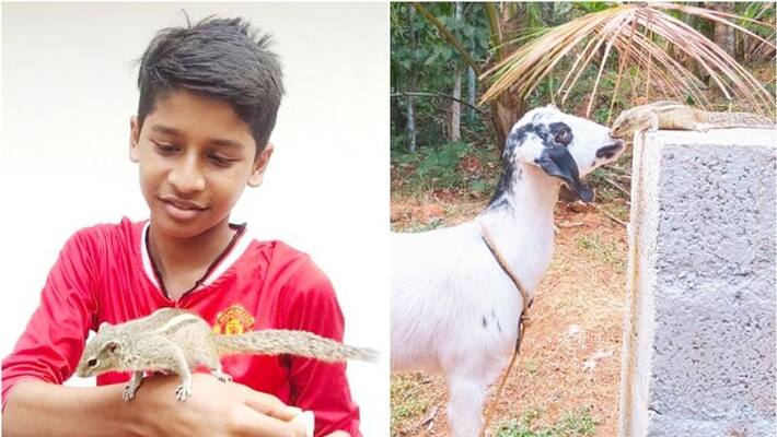 Squirrel and the goat, telling the story of a rare friendship Squirrel and the goat, telling the story of a rare friendship