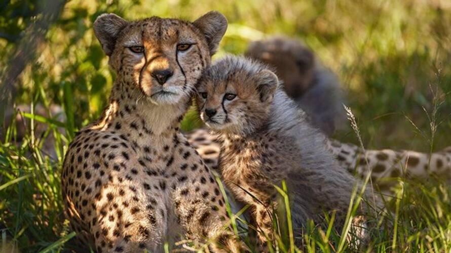 Wheels in motion to reintroduce Cheetahs in India