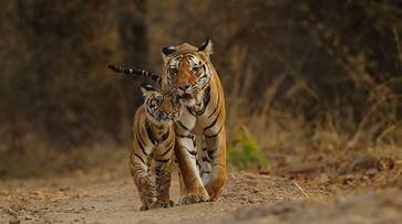 Tiger deaths are on the rise in the country. 7 tigers die in 7 days RMA Tiger deaths are on the rise in the country. 7 tigers die in 7 days RMA