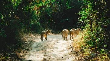 Insurance facility for tourists in rural Nagarhole snr Insurance facility for tourists in rural Nagarhole snr