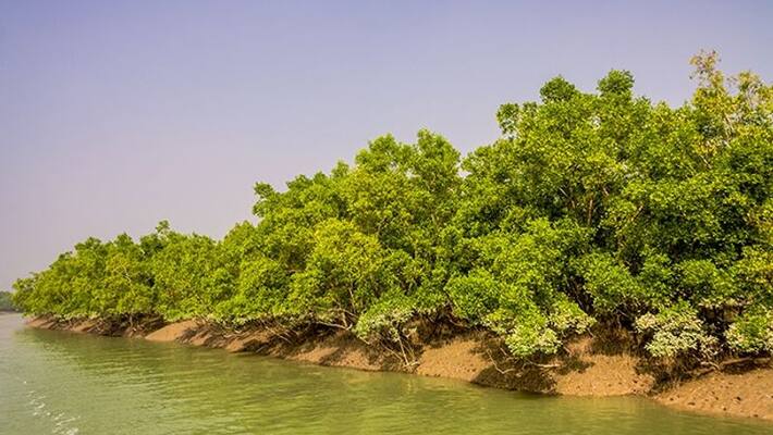 Mangrove forests in the country will decrease by 50% by 2070.. Environmentalists worry: BSIP study Mangrove forests in the country will decrease by 50% by 2070.. Environmentalists worry: BSIP study