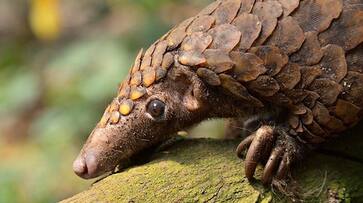 wildlife World Wildlife Day YouTube a growing threat to India conservation efforts drb wildlife World Wildlife Day YouTube a growing threat to India conservation efforts drb