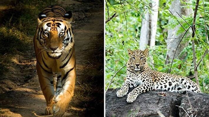 World Wildlife Day: Follow these 8 wildlife photographers on Instagram