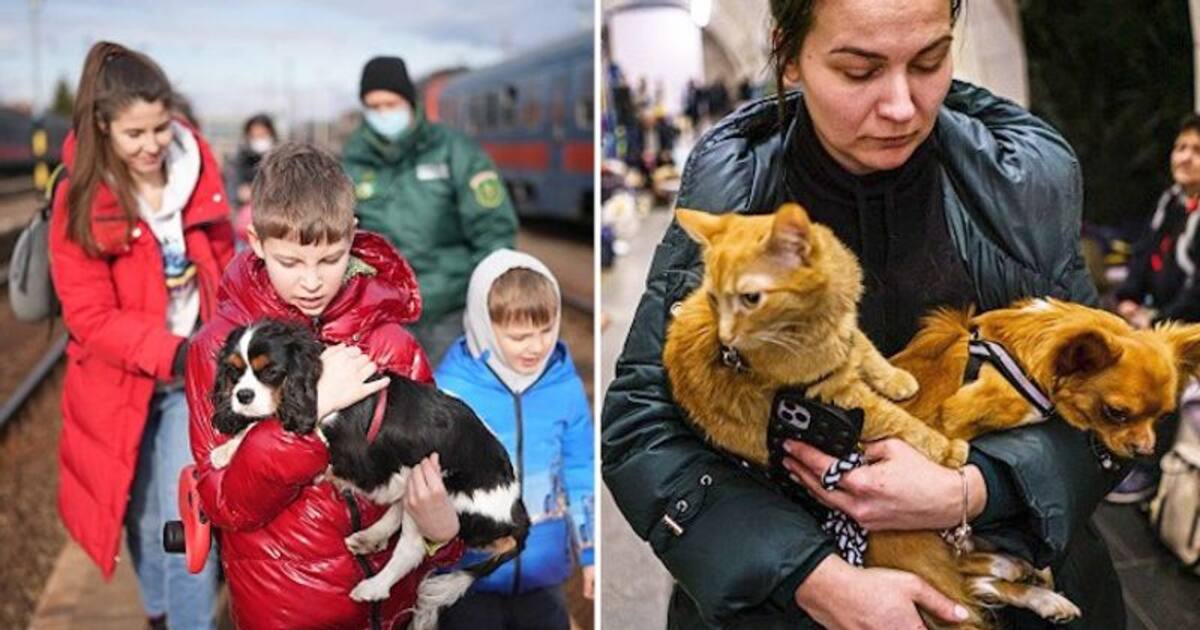 Check out how animals are being rescued amid Russia-Ukraine war