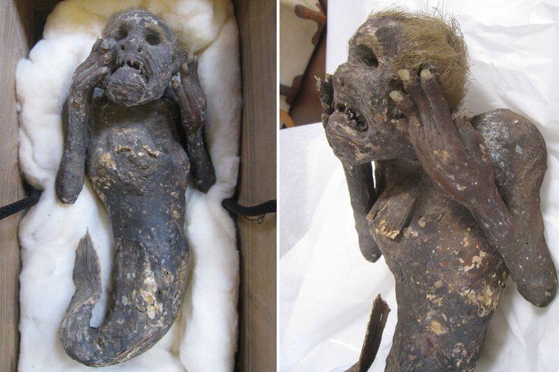 Mystery of a 300-year-old mummified mermaid  with human face