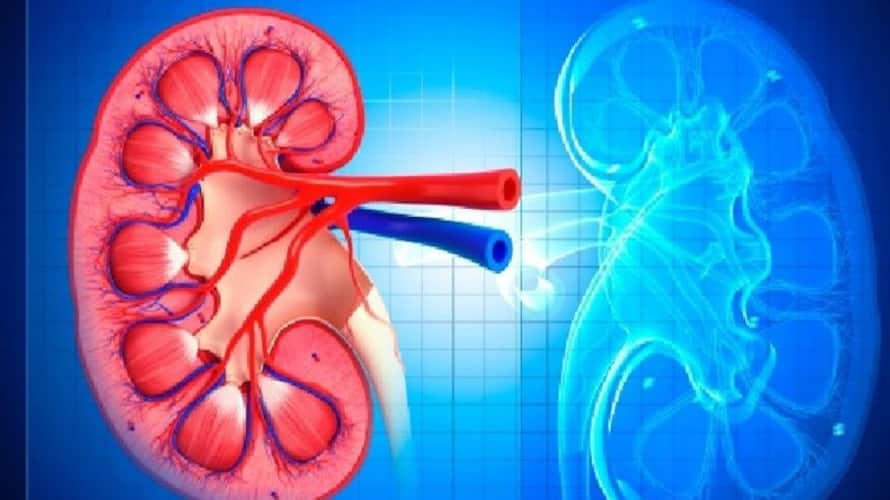 Do you have kidney problems? Know types of genetic diseases that affect ...