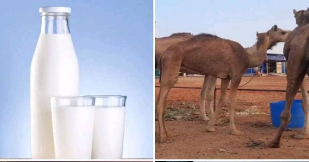 சர்க்கரை நோய்க்கு சிறந்தது ஒட்டகப் பால்..  நிபுணர்கள் சொல்லும் மொத்த நன்மைகள் பற்றி தெரிஞ்சா ஆச்சரியப்படுவீங்க