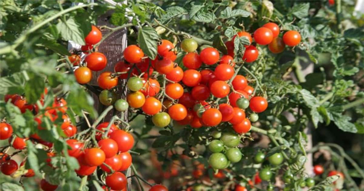 TNagriBudget 2022:தேனி, கோவை, நாகர்கோவிலுக்கு புதிய திட்டம்: தக்காளி சாகுபடிக்கு முக்கியத்துவம்