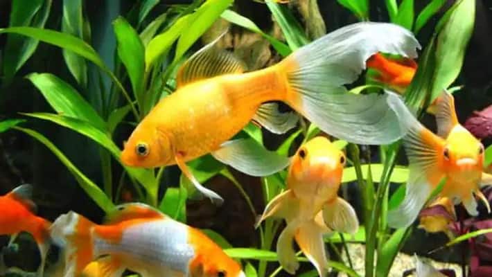 Know How Fishes and Aquariums Can Bring Prosperity, Wealth And Happiness to Your House bpsb Know How Fishes and Aquariums Can Bring Prosperity, Wealth And Happiness to Your House bpsb