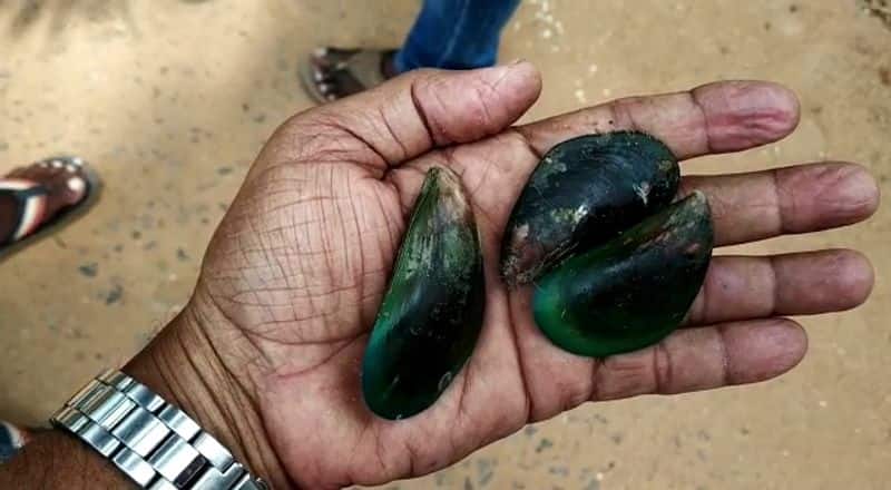 7 Arrested For Prohibited Emerald Azure Fishing in Udupi grg