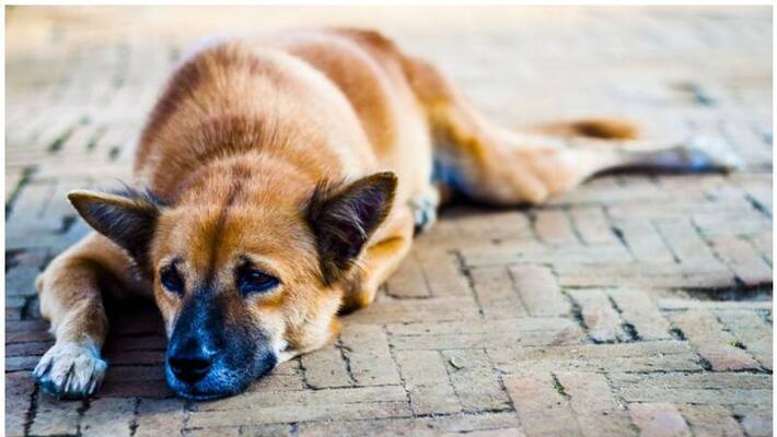 man cut dog owners hand over pet sale argument in Dubai man cut dog owners hand over pet sale argument in Dubai