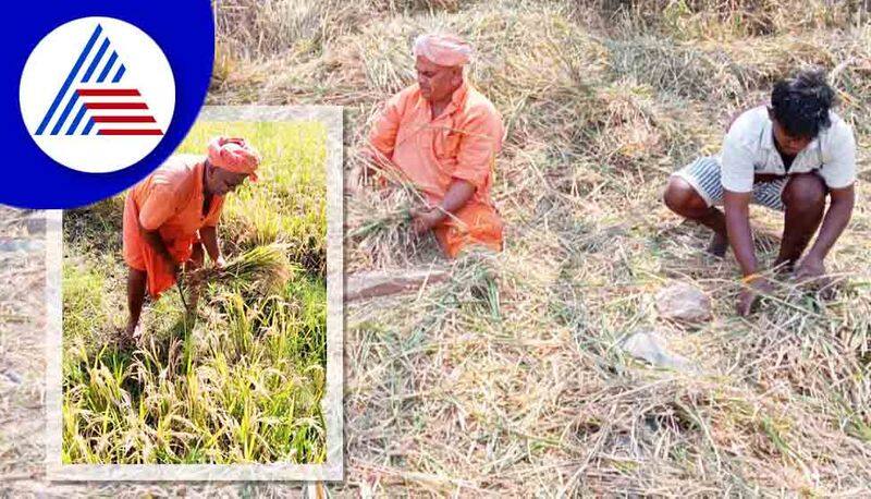 Raita Ratna Award: Organic farming category winner Basavalinga Mahaswamiji from Chitradurga rbj