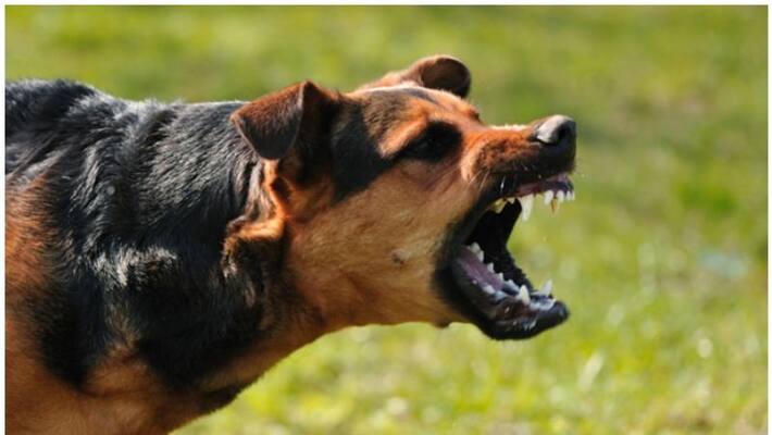 young man died of rabies young man died of rabies