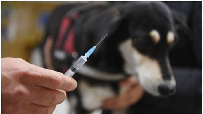 helth minister veena george will inaugurates world rabies day 2022 celebration helth minister veena george will inaugurates world rabies day 2022 celebration
