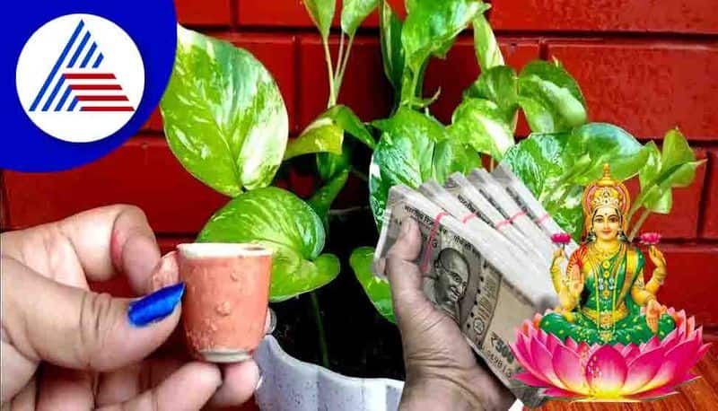 Vastu Tips For Money Plant that adversely affect if not maintained properly 
