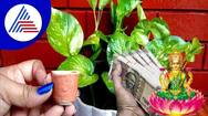 best direction to keep money plant at your home according to vastu in tamil mks