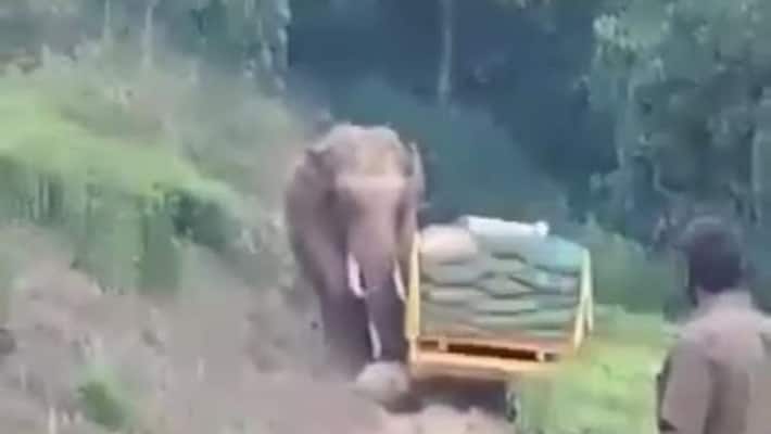 wild elephant attacked tractor in Idukki