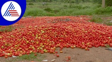 Tomoto prices fall below 30 paise kg in Kurnool district lns Tomoto prices fall below 30 paise kg in Kurnool district lns