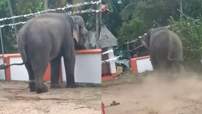 elephant shot seduced in ernakulam elephant shot seduced in ernakulam