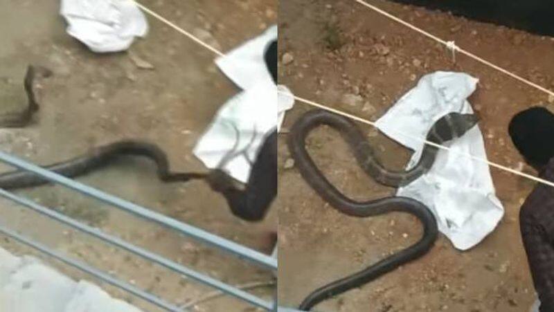 vava suresh is back in action catches 12 ft long poisonous snake in kerala