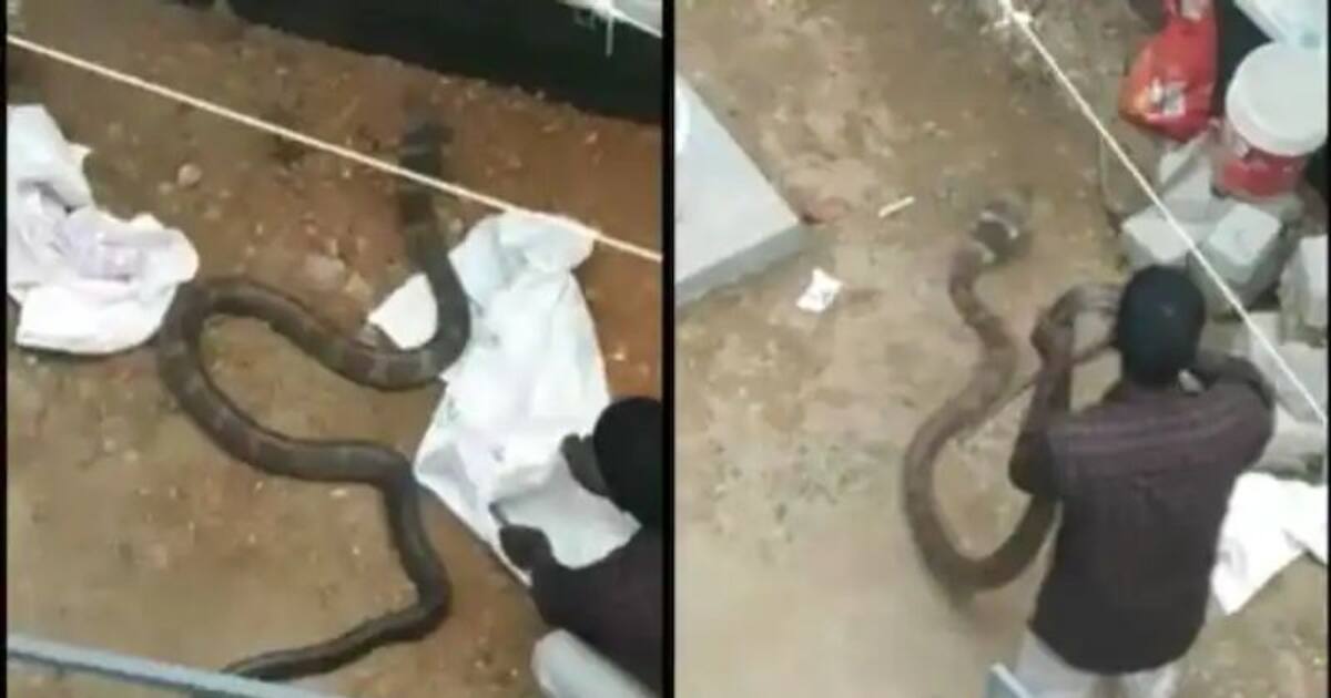 மீண்டும் களமிறங்கிய வாவா சுரேஷ் - 12 அடி நாகப்பாம்பை லாவகமாக பிடித்து அசத்தல்