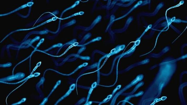 eat these foods will help to increase the sperm count eat these foods will help to increase the sperm count