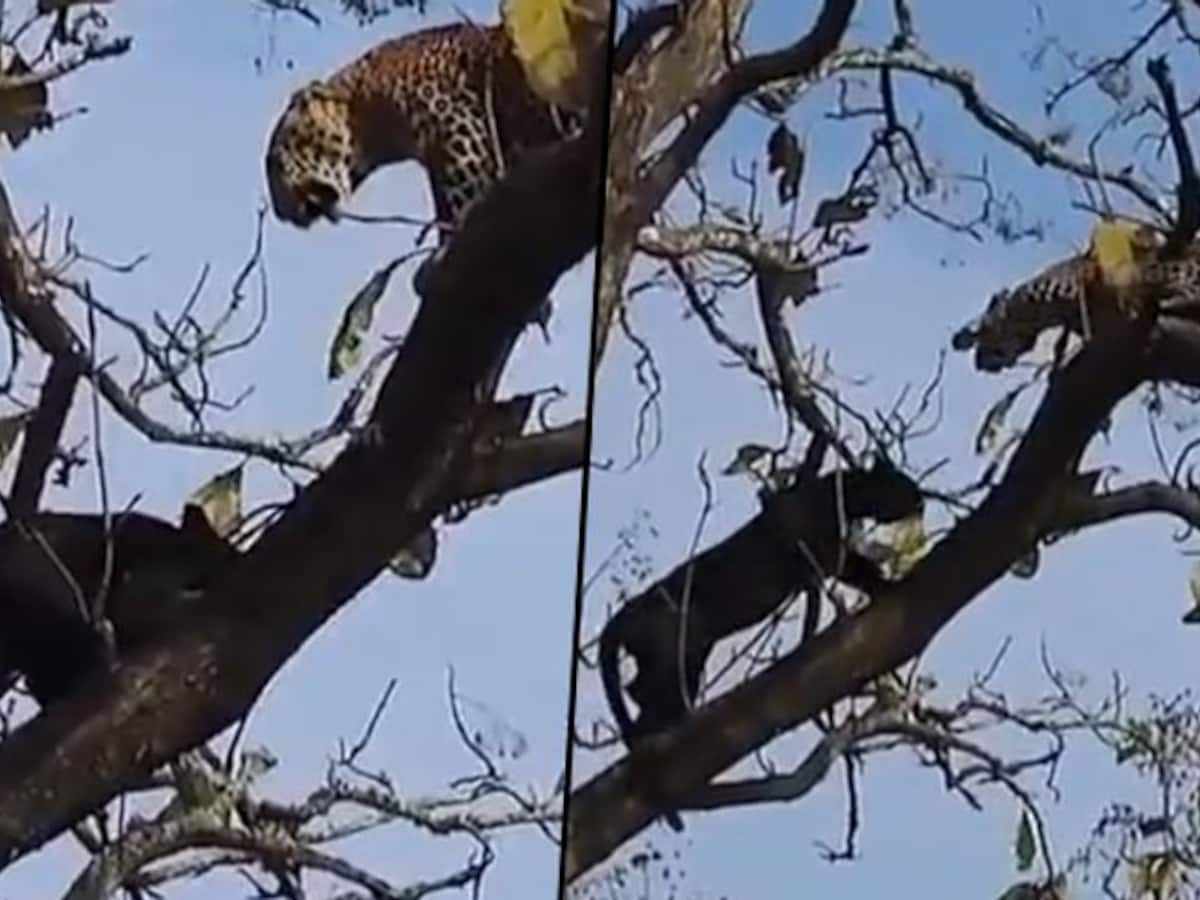 Black Panther climbs tree to fight leopard; Find out what happened next