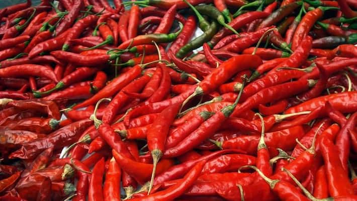 Red chilli Gets highest Rate per Quintal Rs . 80,100 Red chilli Gets highest Rate per Quintal Rs . 80,100