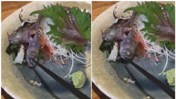 Raw Fish Served At Japanese Restaurant Comes Alive On The Plate Raw Fish Served At Japanese Restaurant Comes Alive On The Plate