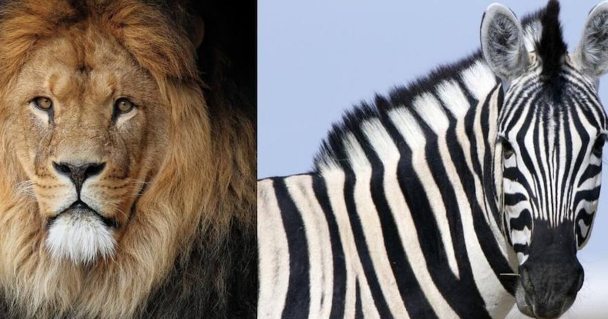 இறைச்சி பிரியர்களுக்கு செம்ம செய்தி.. விரைவில் புலி- சிங்கம் இறைச்சி உண்ணும் வாய்ப்பு.. ஆய்வகத்தில் சோதனை.